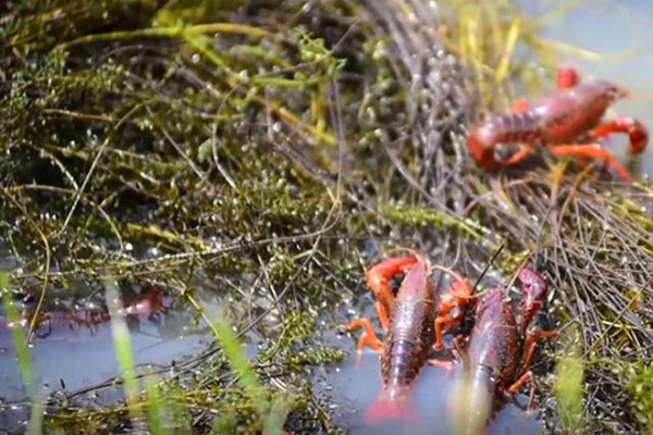 1652836028158368.jpg 55e736d12f2eb938f6308507a1b35d31e4dd6f38.jpg